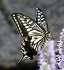 �i�~�A�Q�n�ʐ^4