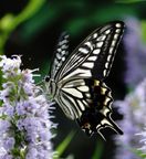 �i�~�A�Q�n�ʐ^5