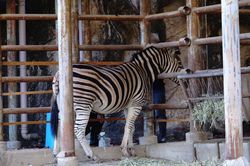 �`���b�v�}���V�}�E�}�̃s�[�X9