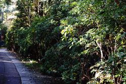 �n����(�A�Z�r)1