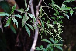 �n����(�A�Z�r)2