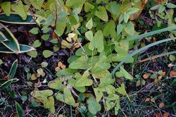 �n�鑐(�E�}�m�X�Y�N�T)