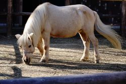 �|�j�[�̃p�[�`�F�X1