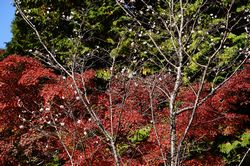 �q�����ƍg�t