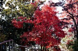 �X�Y�����m�L�̍g�t