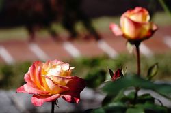 ���T���[���X�E�r���[�e�B�t��