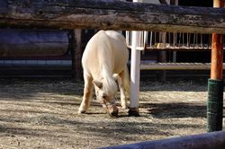 �|�j�[�̃p�[�`�F�X2