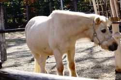 �|�j�[�̃p�[�`�F�X3