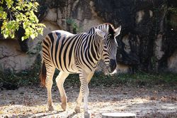 �`���b�v�}���V�}�E�}�̃s�[�X1