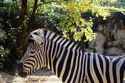 �`���b�v�}���V�}�E�}�̃s�[�X2