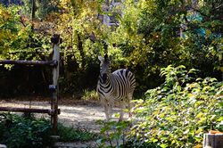 �`���b�v�}���V�}�E�}�̃s�[�X3