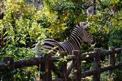 �`���b�v�}���V�}�E�}�̃s�[�X4