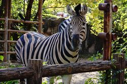 �`���b�v�}���V�}�E�}�̃s�[�X5