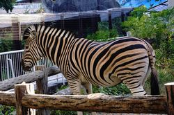 �`���b�v�}���V�}�E�}�̃s�[�X6