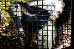 �I�I�A���N�C13