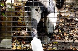 �I�I�A���N�C15