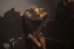 �~�i�~�R�A���N�C1