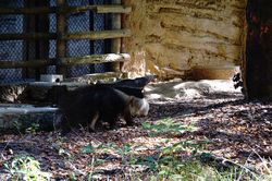 �I�I�A���N�C2