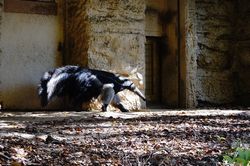 �I�I�A���N�C4