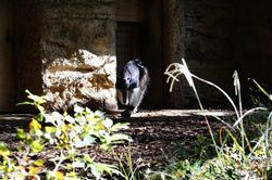 �I�I�A���N�C6