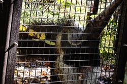 �I�I�A���N�C8