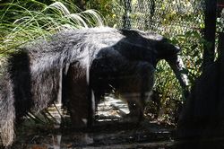 �I�I�A���N�C9