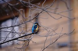 �J���Z�~��1