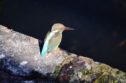 �J���Z�~��2