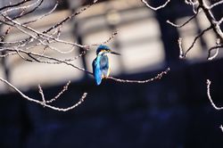 �J���Z�~��8