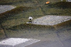 �n�N�Z�L���C