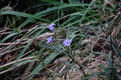 ���i�M�o���C���\�E