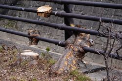 ���R�̌|�p ����1