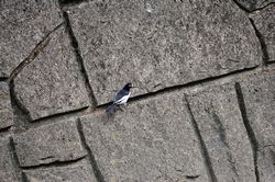 �Z�O���Z�L���C