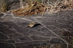 �W���E�r�^�L��