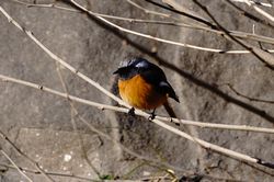 �W���E�r�^�L��