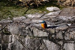 �J���Z�~16