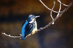 �J���Z�~18