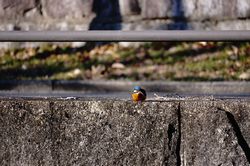 �J���Z�~14