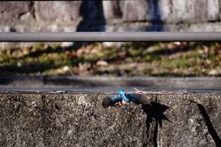 �J���Z�~15