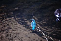 �J���Z�~17